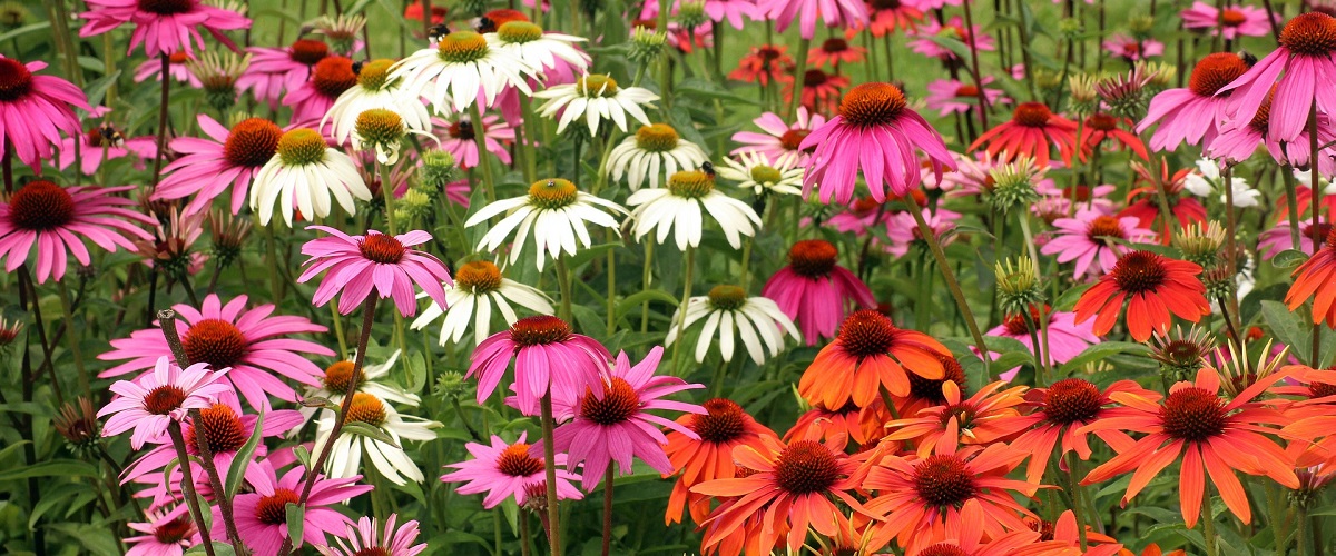 Echinacea (třapatka nachová)